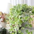 thumbnail image 1 of Ivy Plant Live Fast-growing, Potted 3-5" in Tall, Climbing Indoor Outdoor Houseplant, Easy Care Trailing Vine, Fast Growing Small Starter Plant for Home Office Décor (Variegated English Ivy), 1 of 6