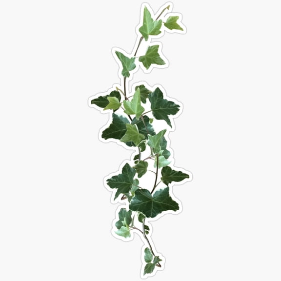 Ivy Vine Green Leaves Botanical Vinyl Decal Sticker