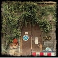 thumbnail image 1 of Ivy, 1 of 1