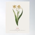 thumbnail image 1 of Ixia Poster Wall Art, Modern Wall Decor For Living Room Bedroom, 12x18 UNFRAMED, 1 of 3