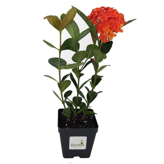 Ixora Coccinea Maui Red 4 Inch Pot
