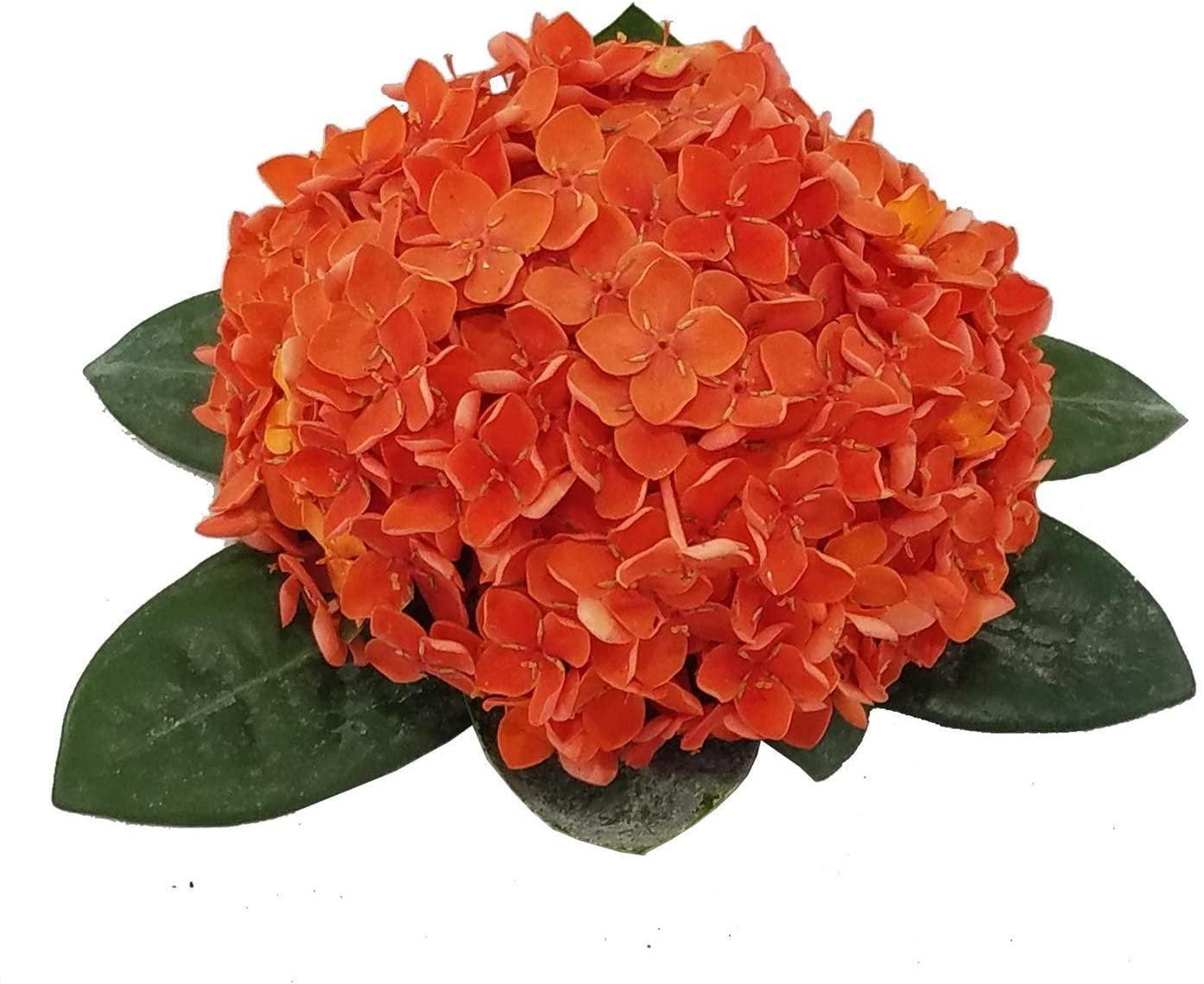 Ixora Coccinea Maui Red Starter Plant, Lot of 6