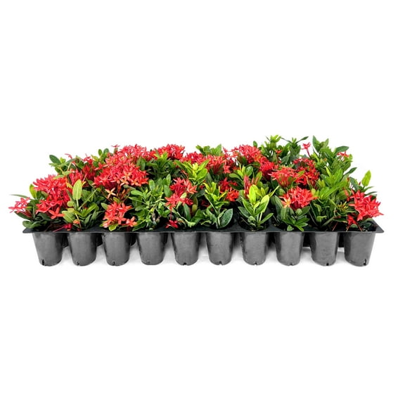 Ixora Dwarf Red 10 Live Plants Ixora Coccinea Flowering Shrub for Garden Tropical Ornamental Plants