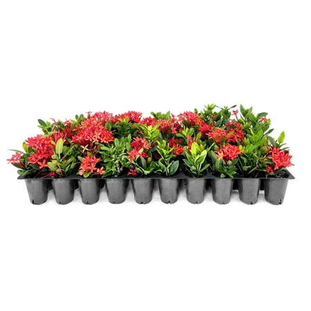 Ixora Dwarf Red  3 Live Plants  Ixora Coccinea  Flowering Shrub for Garden  Tropical Ornamental Plants