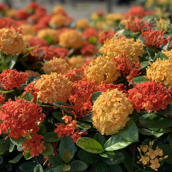 Ixora Maui Red  3 Extra Large 3 Gallon Plants  Ixora coccinea  Tropical Garden Favorite  Lush Flowering Shrub
