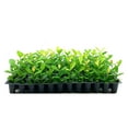 thumbnail image 1 of Ixora Maui Yellow  10 Live Plants  Beautiful Vibrant Blooming Butterfly Attracting Shrub  Coccinea Flame of The Woods Jungle Flame, 1 of 8