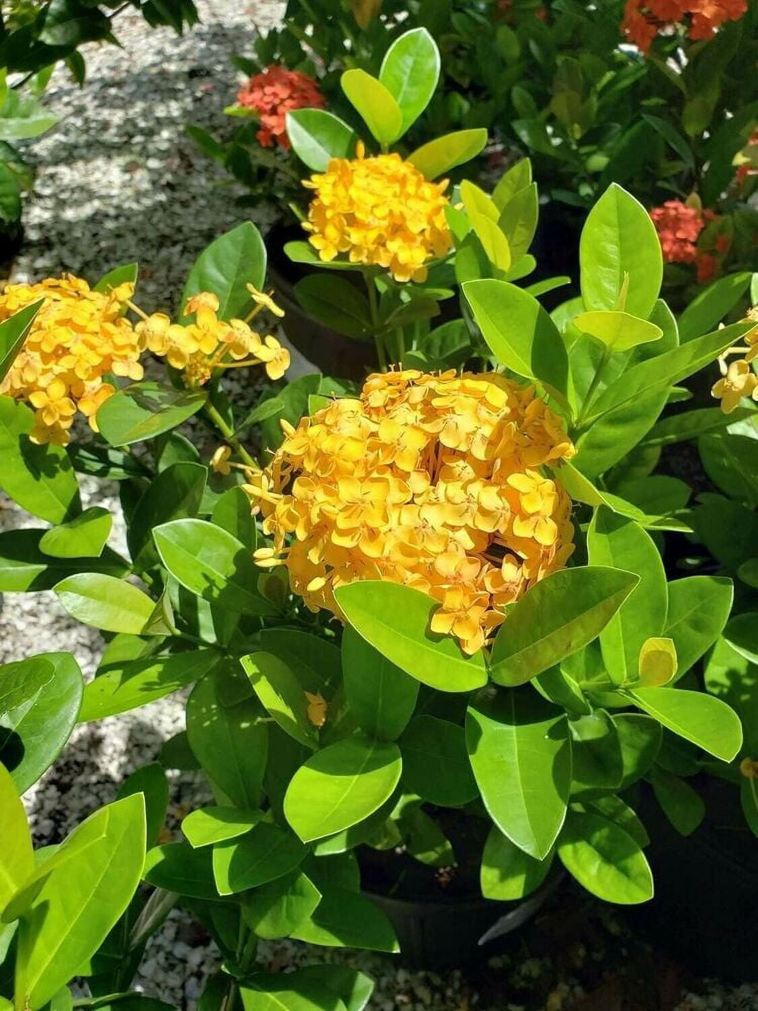 Ixora Yellow Extra Large 3 Gallon Plants Ixora chinensis Bright