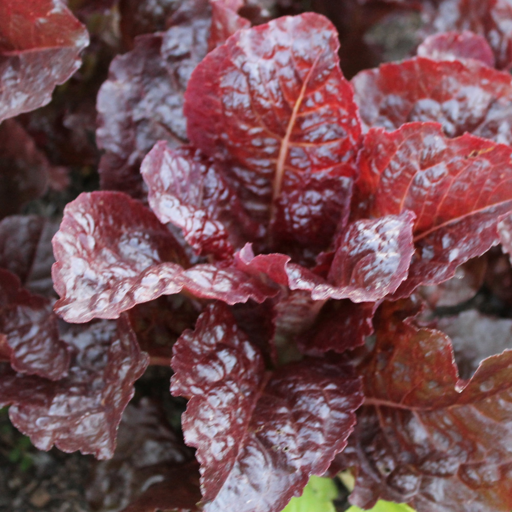 Iya Sol Romaine Lettuce Seeds - 4 Oz ~100000 Seeds - Non-GMO, Heirloom - Vegetable Garden - Lactuca sativa