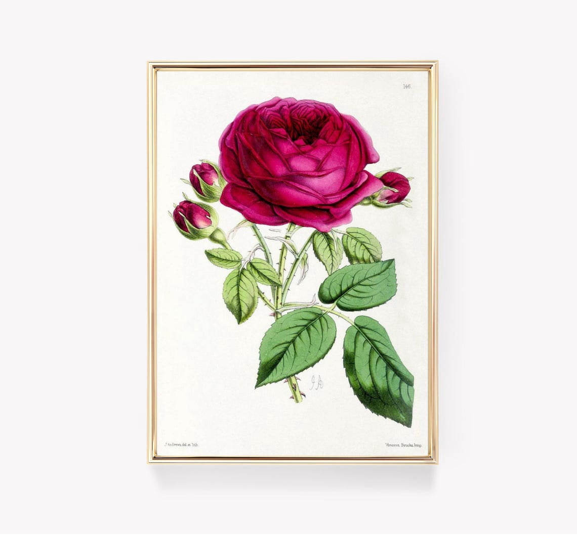 J Andrews Red Rose Wall Art Print, Vintage Botanical Illustration And ...