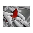 thumbnail image 1 of J.D. Mcfarlan 'Cardinal In Snow' Canvas Art, 1 of 4