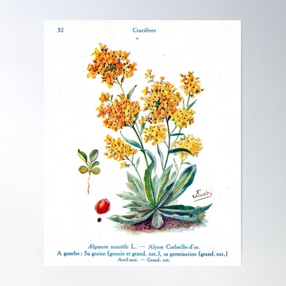 J Eudes - Alysse - Vintage Botanical Print Poster Wall Art, Modern Wall Decor For Living Room Bedroom, 16x24 UNFRAMED