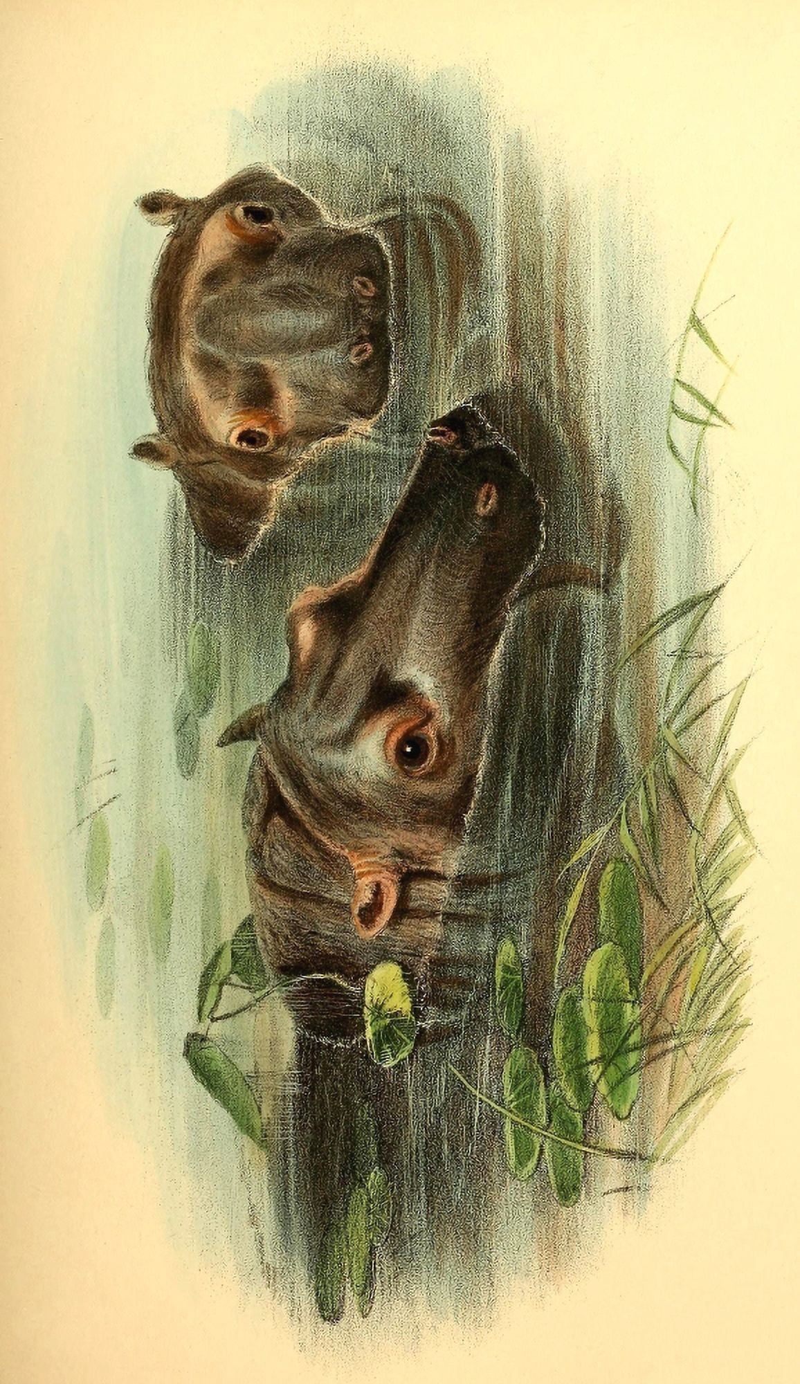 J Wolf Lith Proceedings of the Zoological Society of London 1833 Hippopotamus Canvas Art - (24 x 36)