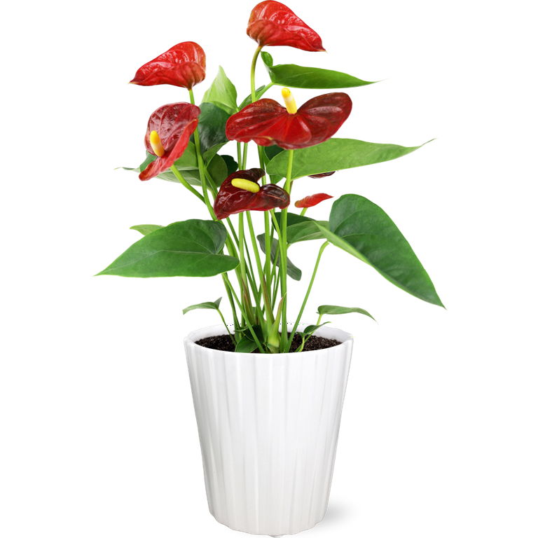 JAI 5IN ANTHURIUM - RDC - Walmart.com