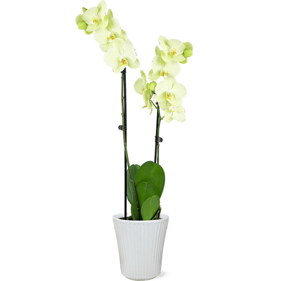 JAI 5IN Everyday Orchid Yellow - PDC