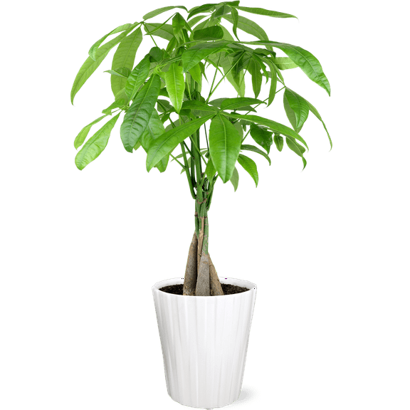 JAI 5IN MONEY TREE - RDC