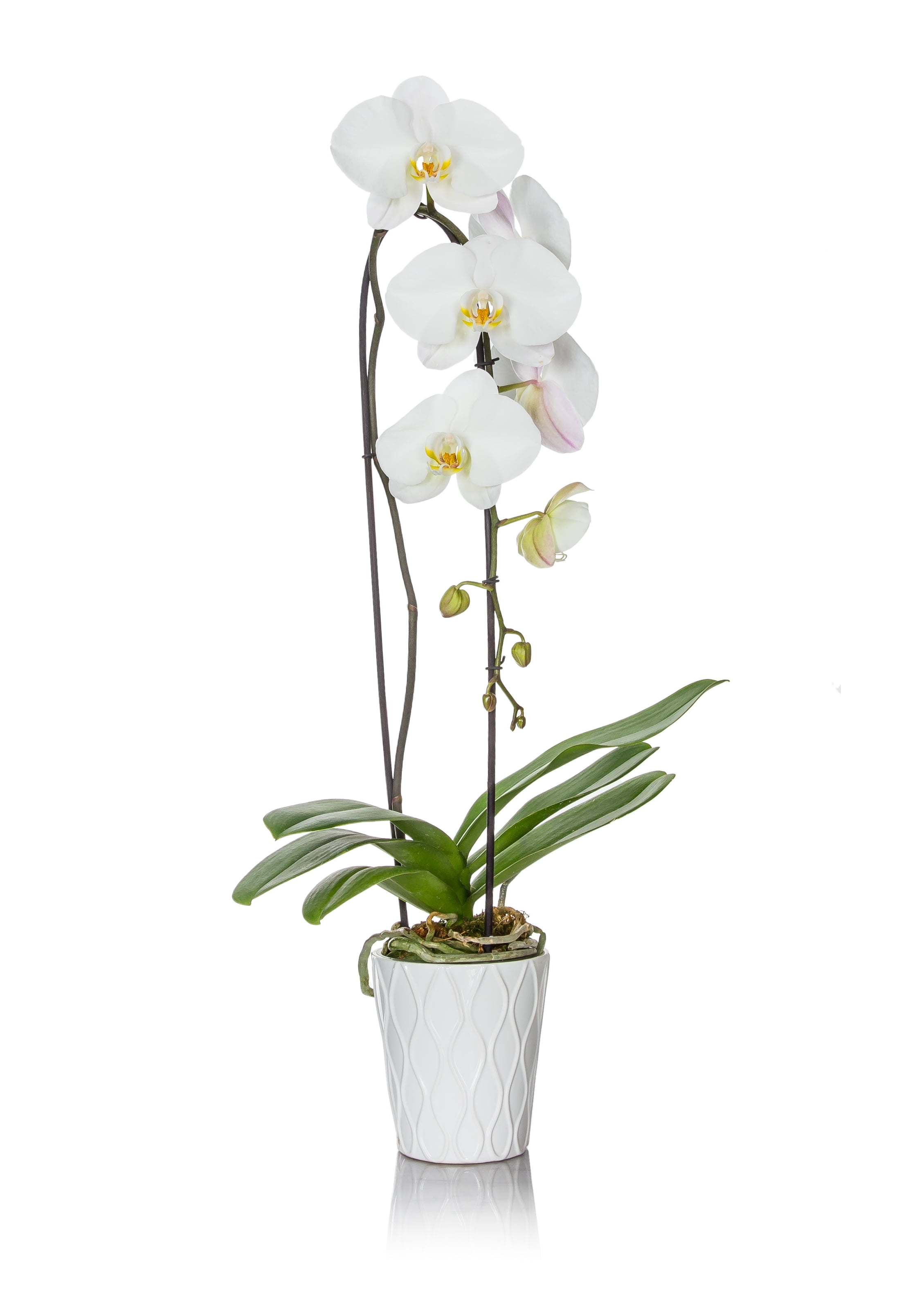 JAI 5IN Waterfall Orchid - Vday RDC - Walmart.com