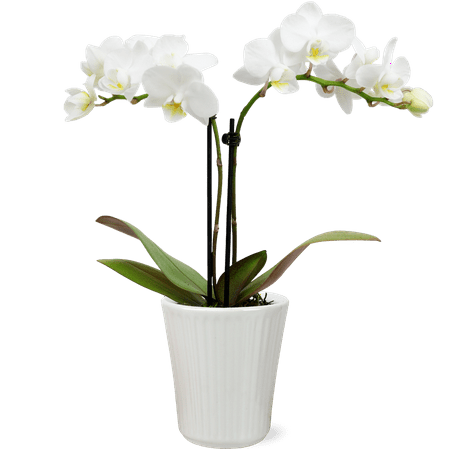 JAI Mini Orchid White - PDC