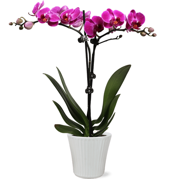 JAI Petite Orchid PurPnk - RDC