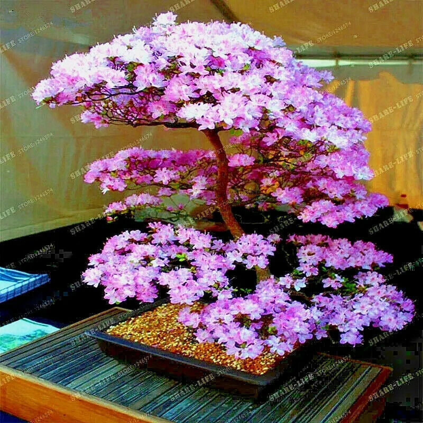 JAPANESE SAKURA CHERRY BLOSSOM TREE SEEDS (Prunus sargentii) Hardy