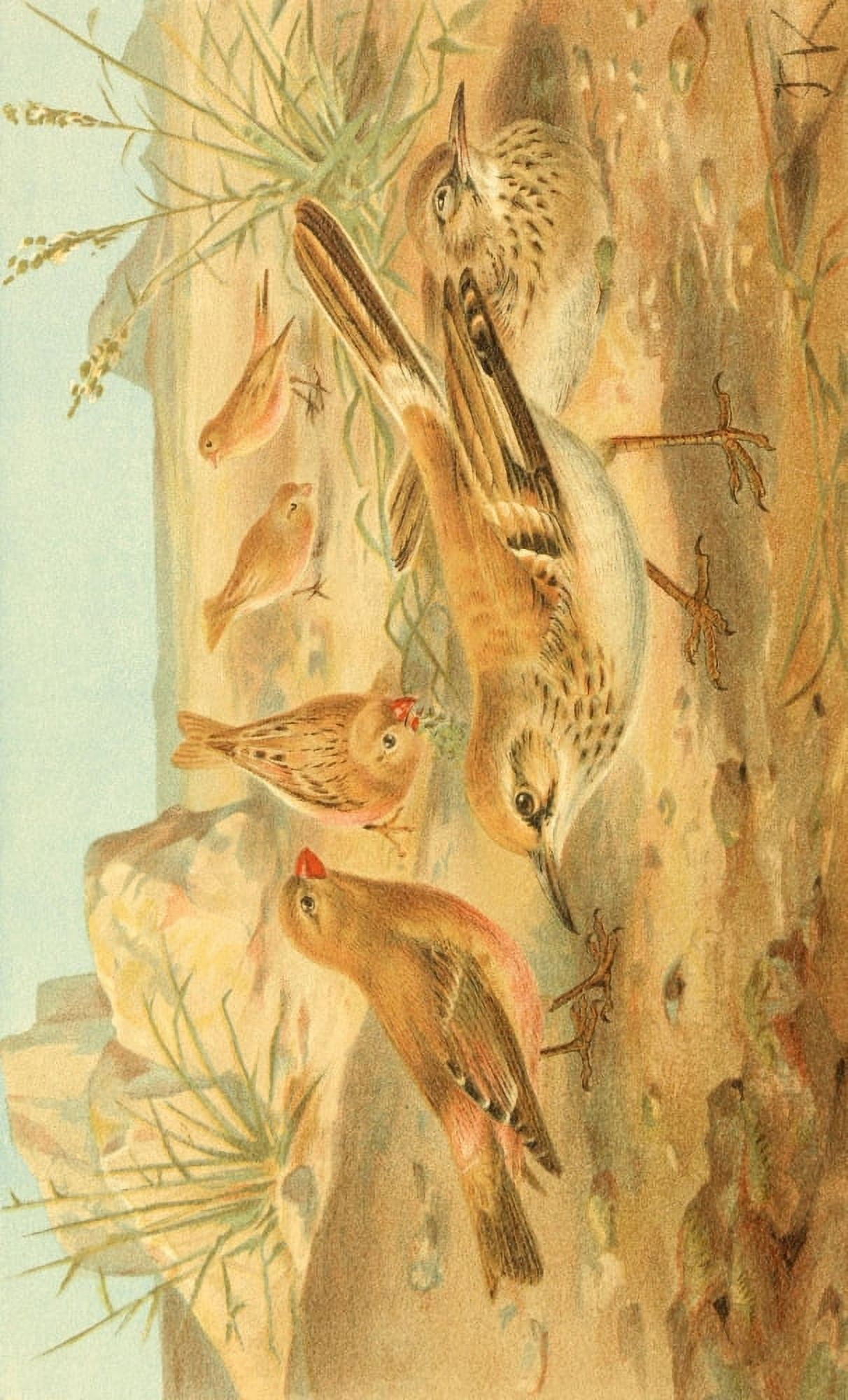 JCK Royal Natural History 1893 Desert Finch & Desert Lark Canvas Art - (18 x 24)