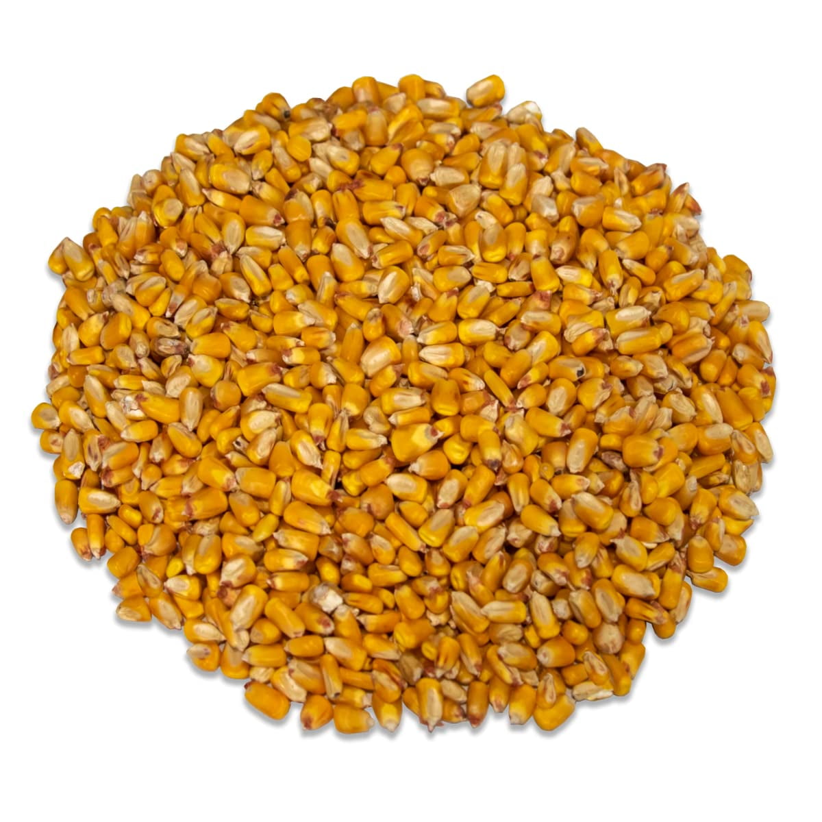 JCs Wildlife Critter Corn - Loose Shelled Corn for Wildlife 40 lbs - Grown in Southern Indiana - Dried Feed Corn for Squirrels, Deer, Turkeys, Ducks, Woodchucks, Birds, and more!