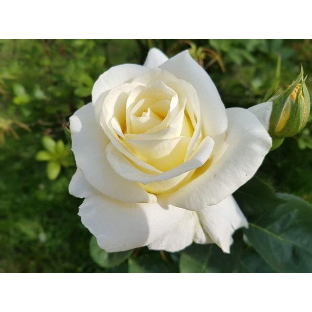 JD SON SEEDS COMPANY Cultivate Serene Beauty with 10 White Rose Rosa