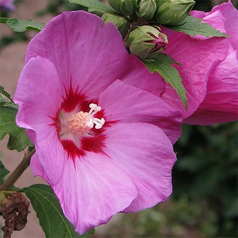 "JD SON SEEDS COMPANY" Grow Rose of Sharon Bliss Planting 50 Dark Pink