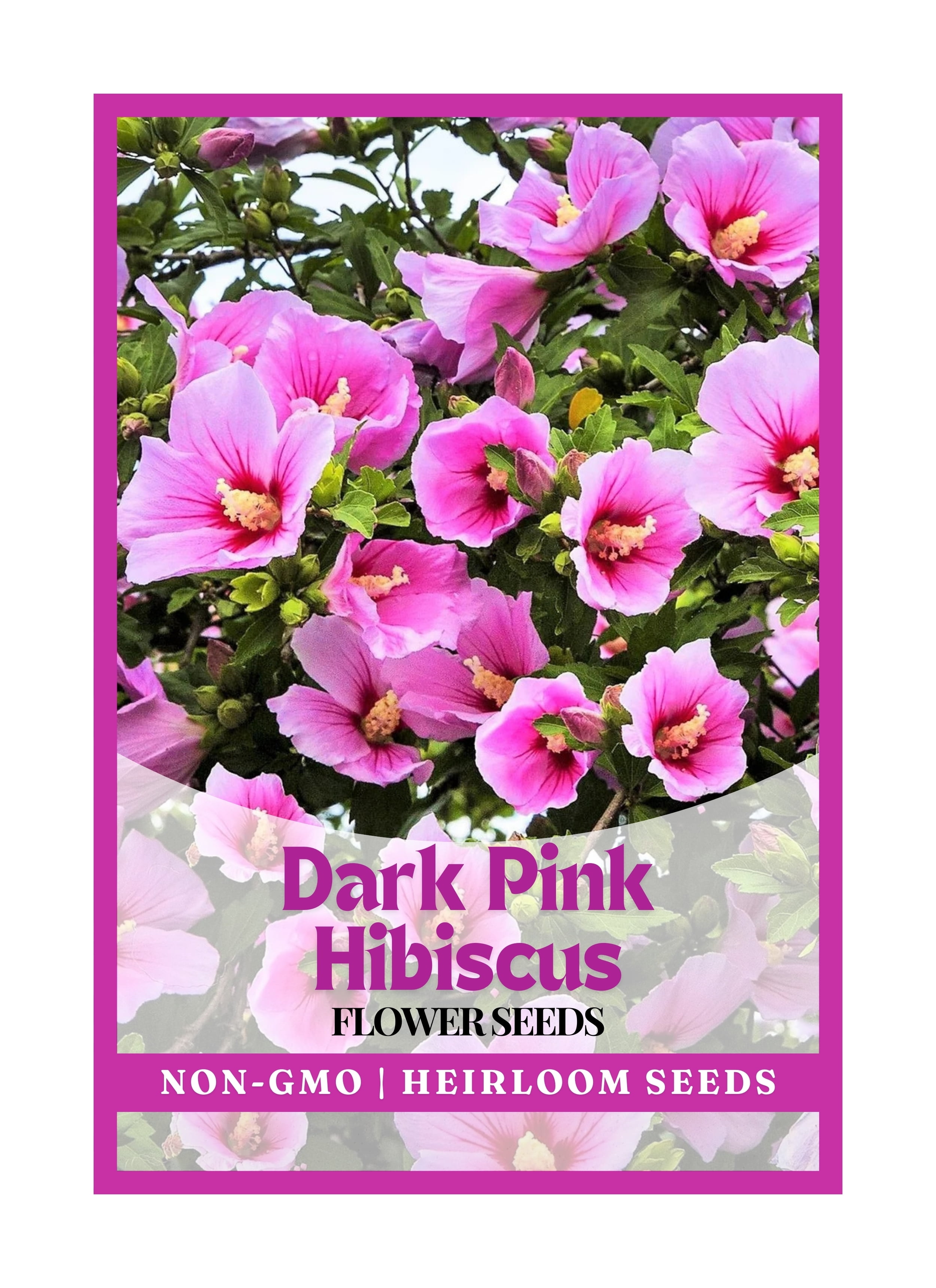 "JD SON SEEDS COMPANY" Grow Rose of Sharon Bliss Planting 50 Dark Pink