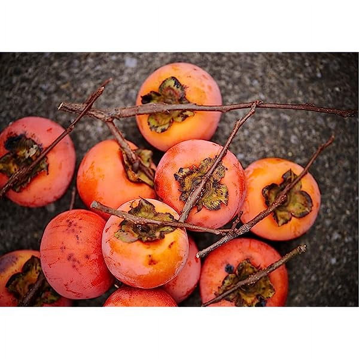"JD SON SEEDS COMPANY" Persimmon Paradise Enhance Your Garden To Grow