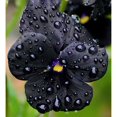 JD SON SEEDS COMPANYGrow Viola Wittrockiana Radiance 75 Black Pansy