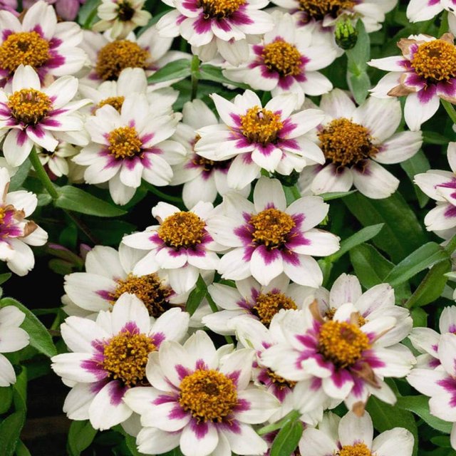 JD SON SEEDS COMPANYZinnia Zahara Starlight Rose 35 Seeds for Garden