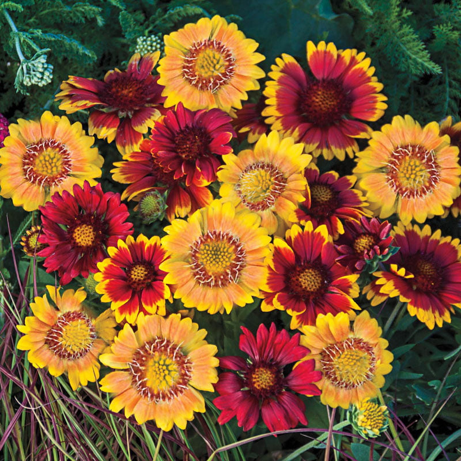 "JD Son Seed Company" Gaillardia 100+ Seeds Bulk Annual Blanket Flower