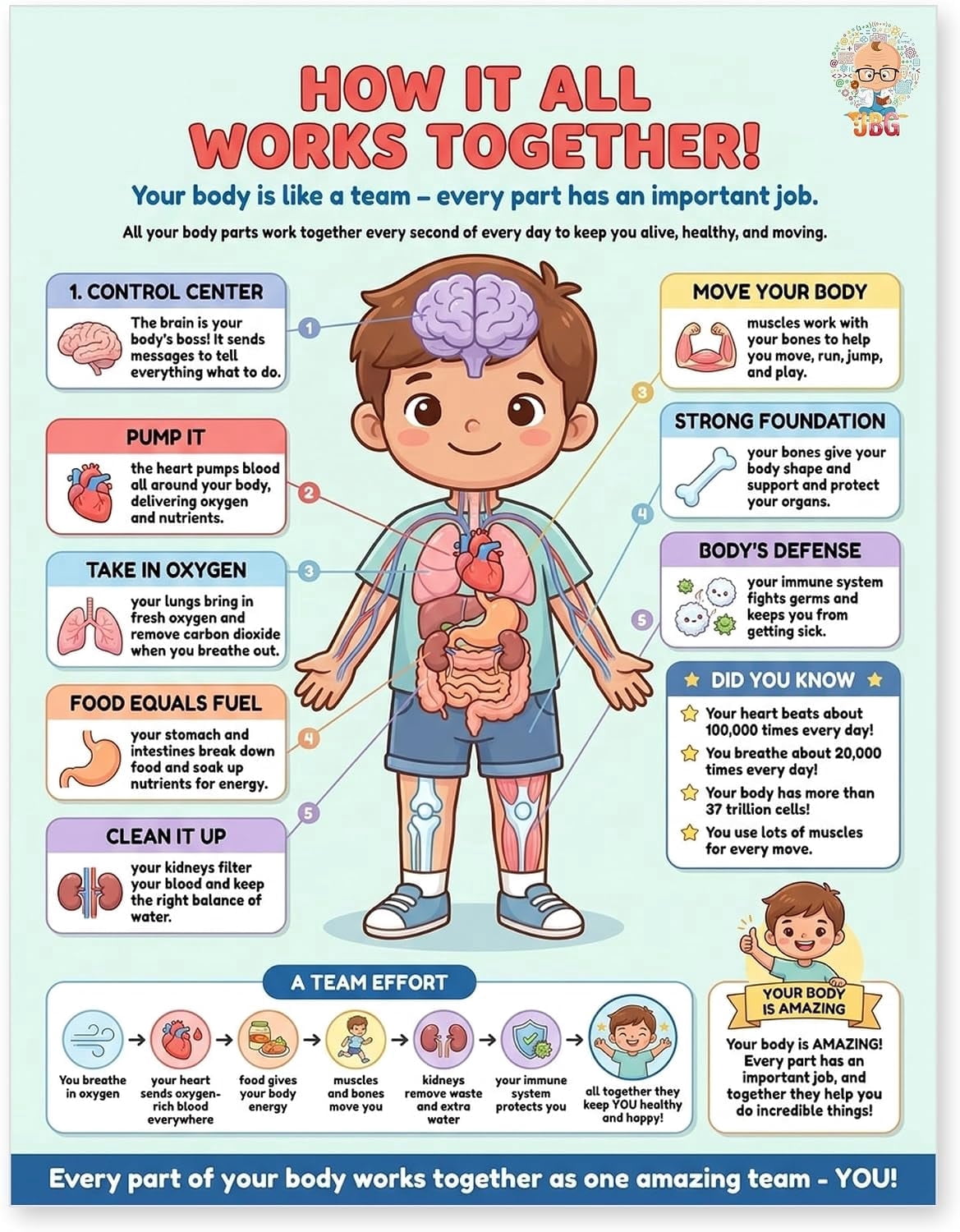Science Bodey JELLY BEAN GENIUS Human Body Systems Poster – Laminated Dry-Erase ...