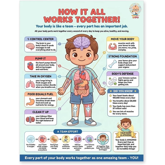 JELLY BEAN GENIUS Human Body Systems Poster – Laminated Dry-Erase ...