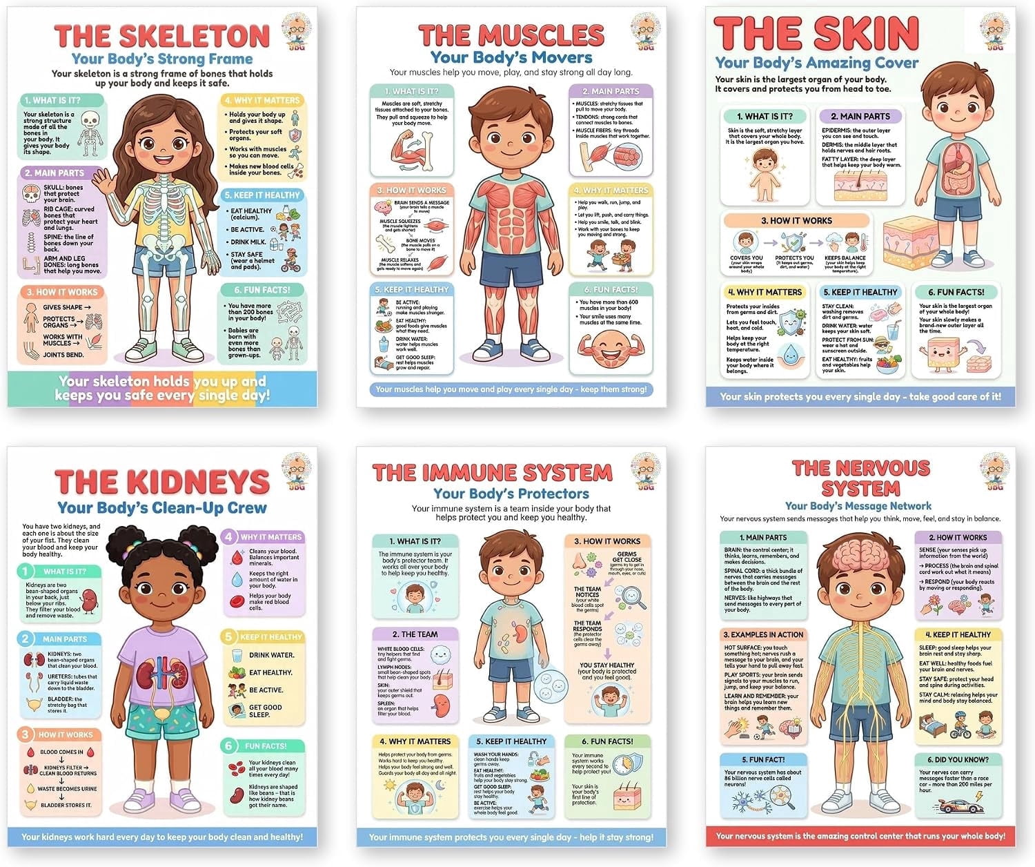 JELLY BEAN GENIUS Human Body Systems Posters Set of 6 – Laminated Dry ...