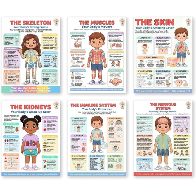 JELLY BEAN GENIUS Human Body Systems Posters Set of 6 – Laminated Dry ...