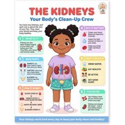 JELLY BEAN GENIUS Human Kidneys Poster   Laminated Dry-Erase Anatomy Chart for Classroom & Homeschool | Urinary System Science Wall Poster 8.5x11