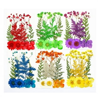 Buy 137 Real Dried Pressed Flowers for Crafts - Dry Natural Preserve Sealed  Assorted Flower - Colorful Daisies Hydrangea Leaves Diy Craft Candle Resin  Accessories Jewelry Pendant Scrapbook Decors Nail Art Online at  desertcartINDIA