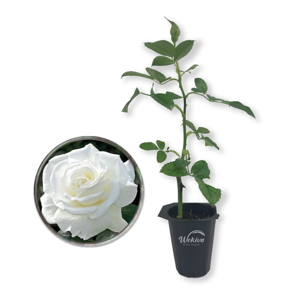 JFK Rose Bush - Live Starter Plant in a 2 Inch Growers Pot - Beautifully Fragrant Hybrid Tea Rose - A Versatile Beauty with a Rich Fragrance