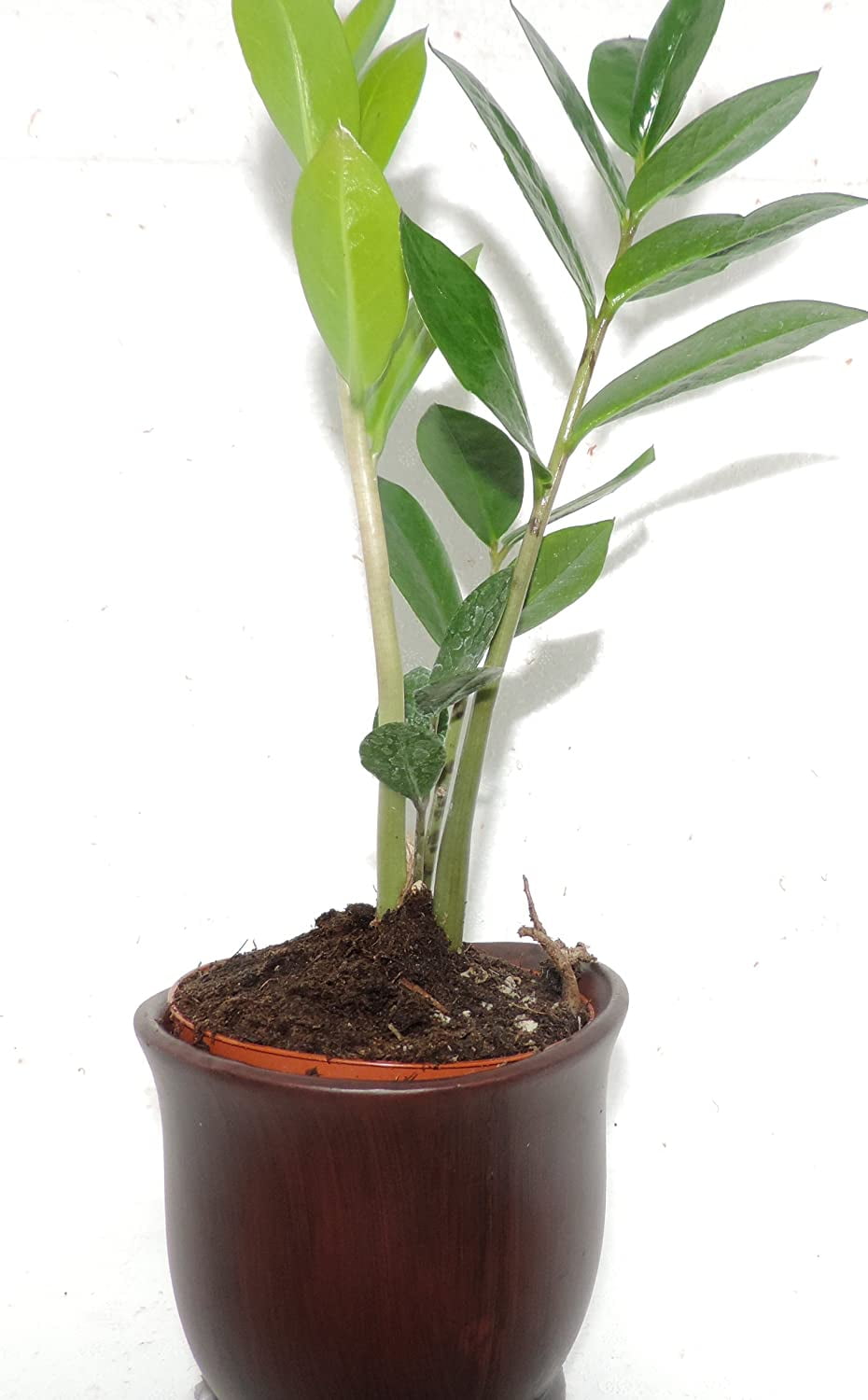 JM BAMBOO-Wooden Color Ceramic Pot w/Rare Z Z Houseplant Golden
