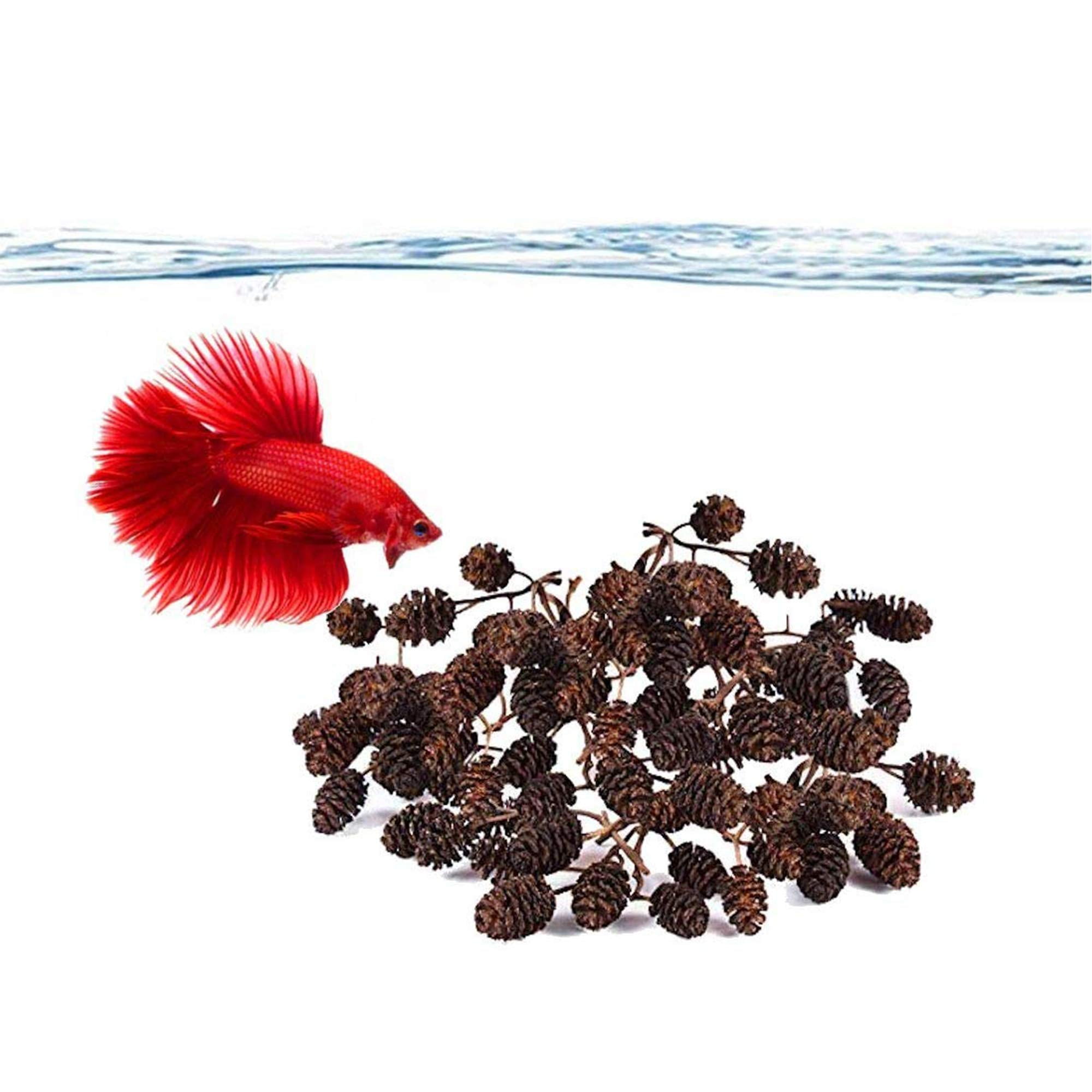 JOR Alder Cone Water Conditioner for Betta Fish, Creates Native Habitat