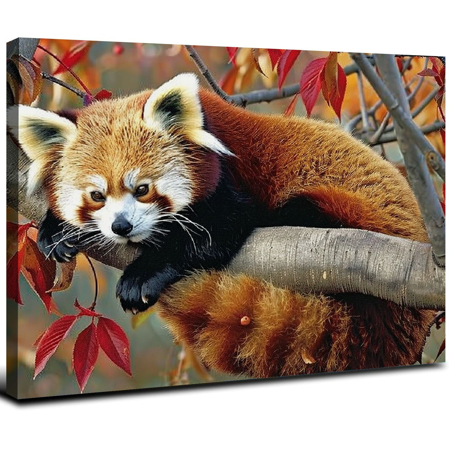 JRXY Baby Red Panda Cute Wild Animals Poster Picture Print Canvas Wall ...