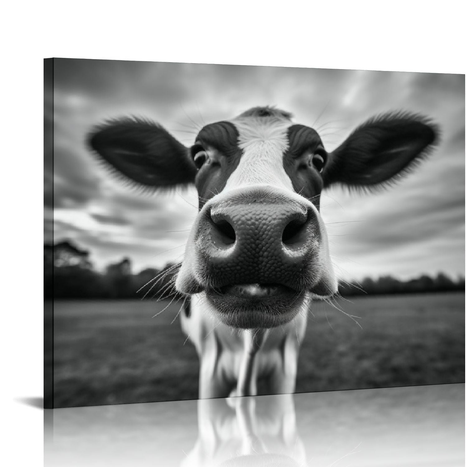 JRXY Canvas Print Wall Art Black and White Freedom Highland Cow Pictures Funny Animal Painting Stretched and Framed Artwork for Home Office Decor 24x36inch 16x12in