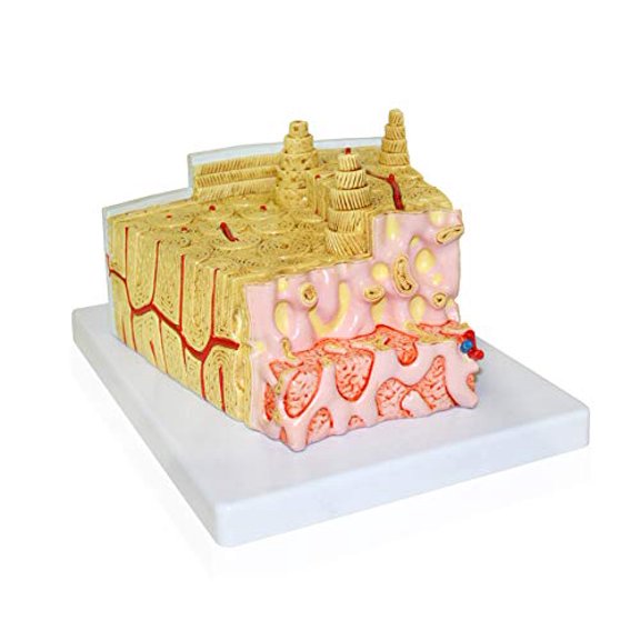 JS00124 Bone Structure Model | 80X Enlarged$$Tools & Hardware Other