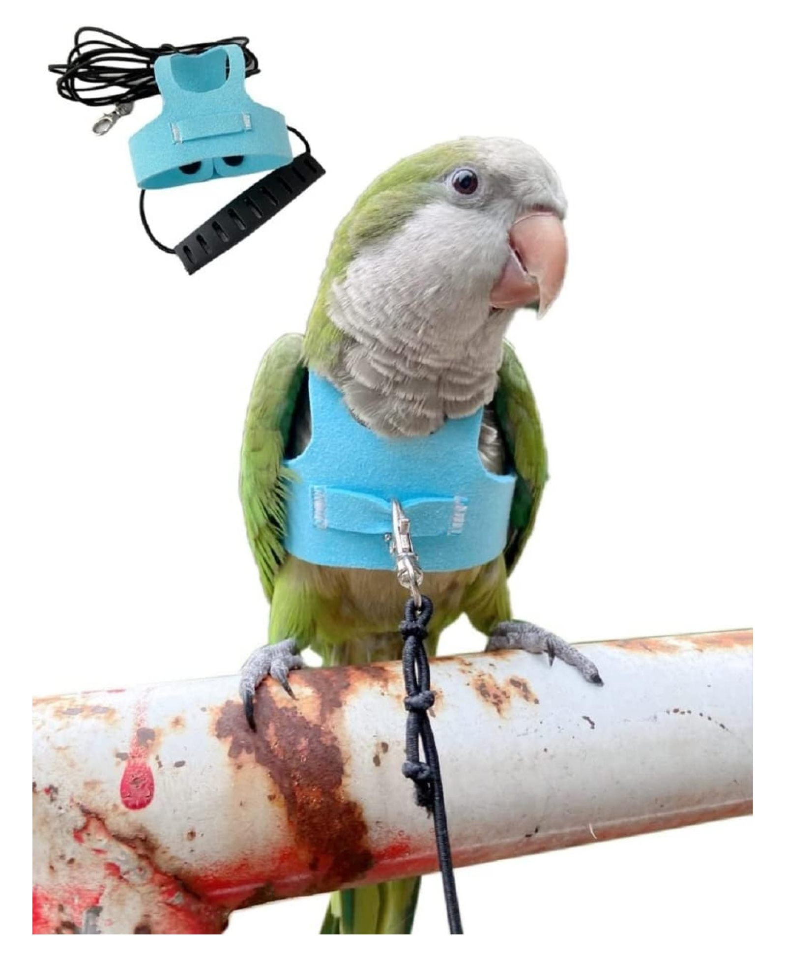View of JTAOT Flight Harness Vest, Parrot Flight Suit with Leash for Parakeets ...