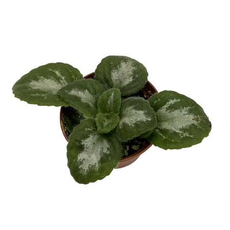 JV Thunderbolt Asian Violet - Primulina - House Plant - 2.5" Pot