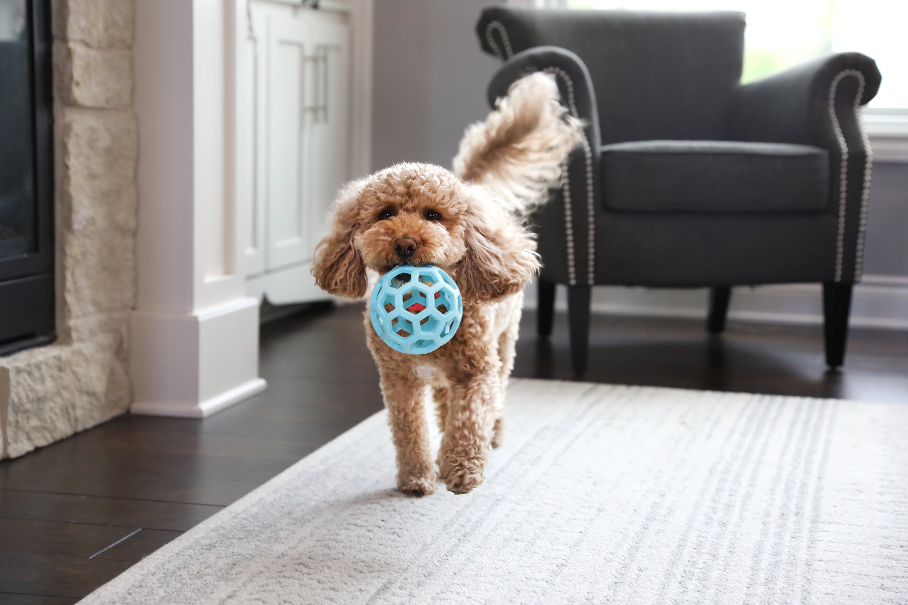 JW HOL-ee Roller™ Tug and Fetch Treat Dispenser Puzzle Ball Dog Toy, Natural Rubber, Medium 4.5" for Dogs 20 to 60 lb, Blue, Pack of 1