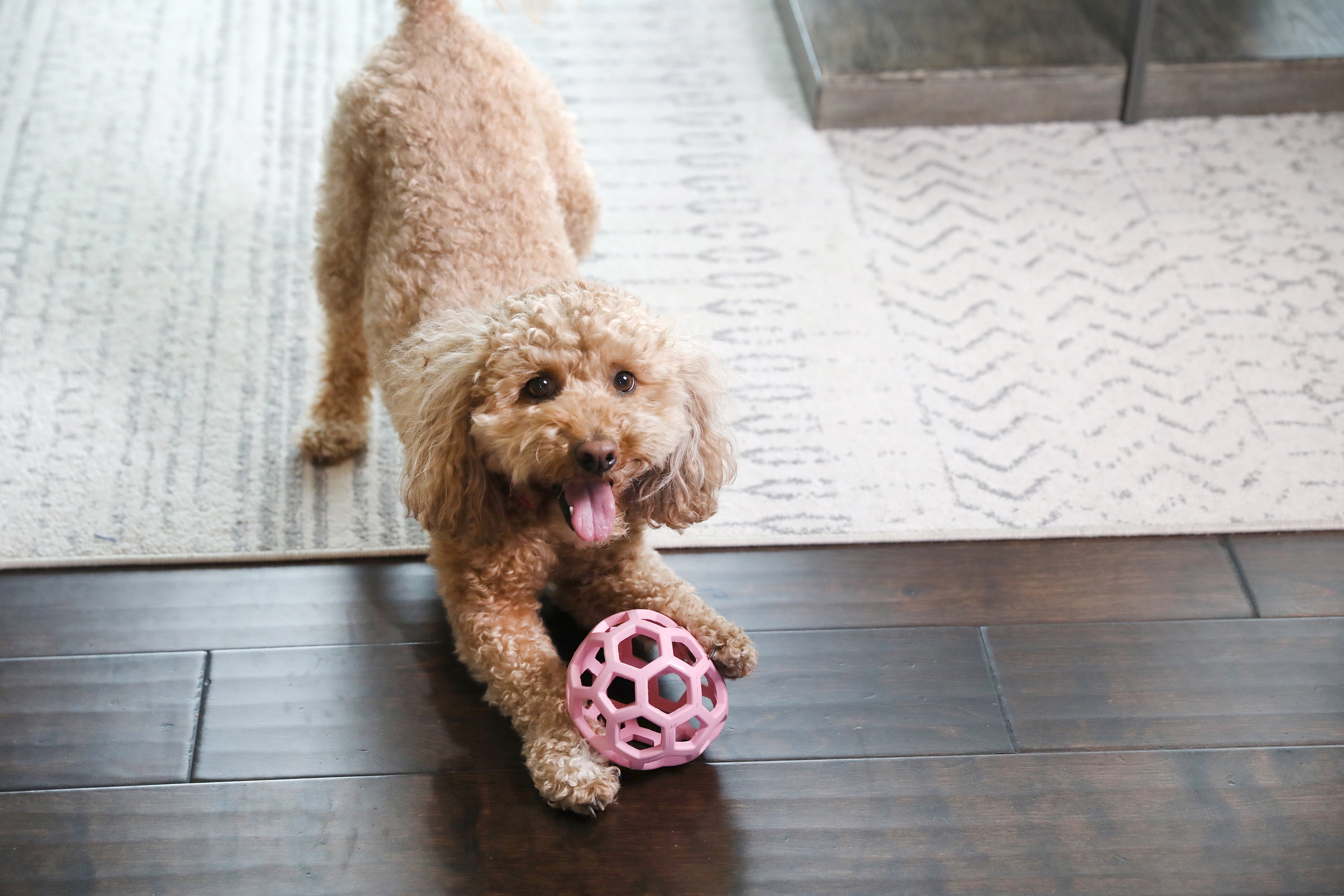JW HOL-ee Roller™ Tug and Fetch Treat Dispenser Puzzle Ball Dog Toy, Natural Rubber, Medium 4.5" for Dogs 20 to 60 lb, Pink, Pack of 1