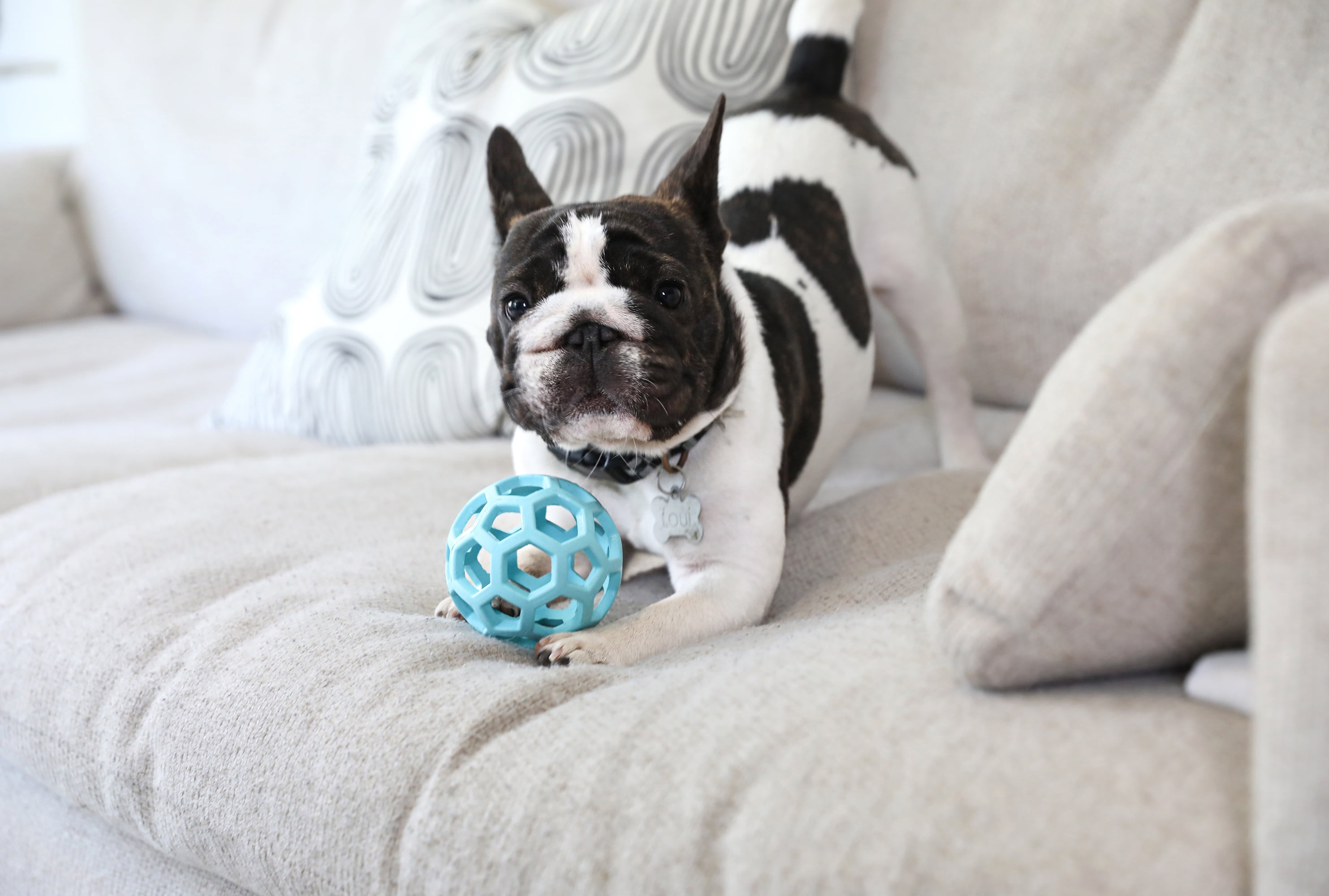 JW HOL-ee Roller™ Tug and Fetch Treat Dispenser Puzzle Ball Dog Toy, Natural Rubber, Small 3" for Small Dogs up to 20 lb, Blue, Pack of 1