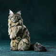 thumbnail image 1 of JXK Maine Coon Large Long-Haired Pet Cat Hand-Made Sitting Cool Handsome Kitten Simulation Model Ornaments, 1 of 9
